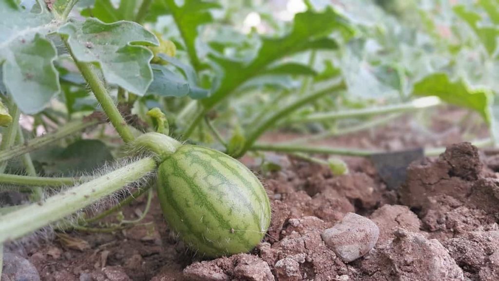 Watermelon Farming in Texas: How to Start, A Step-By-Step Growing Guide for Beginners