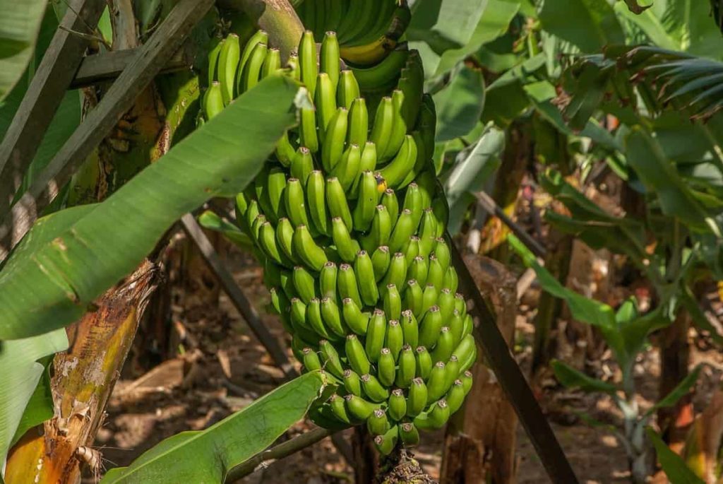 How to Start Banana Farming in the USA