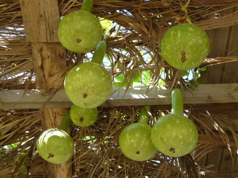 Top 20 Steps to Boost Bottle Gourd Yield: How to Increase Production, Size, and Quality