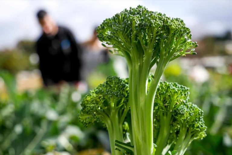 Top 16 Steps/Ways to Boost Broccoli Yield: How to Increase Production, Size, and Quality