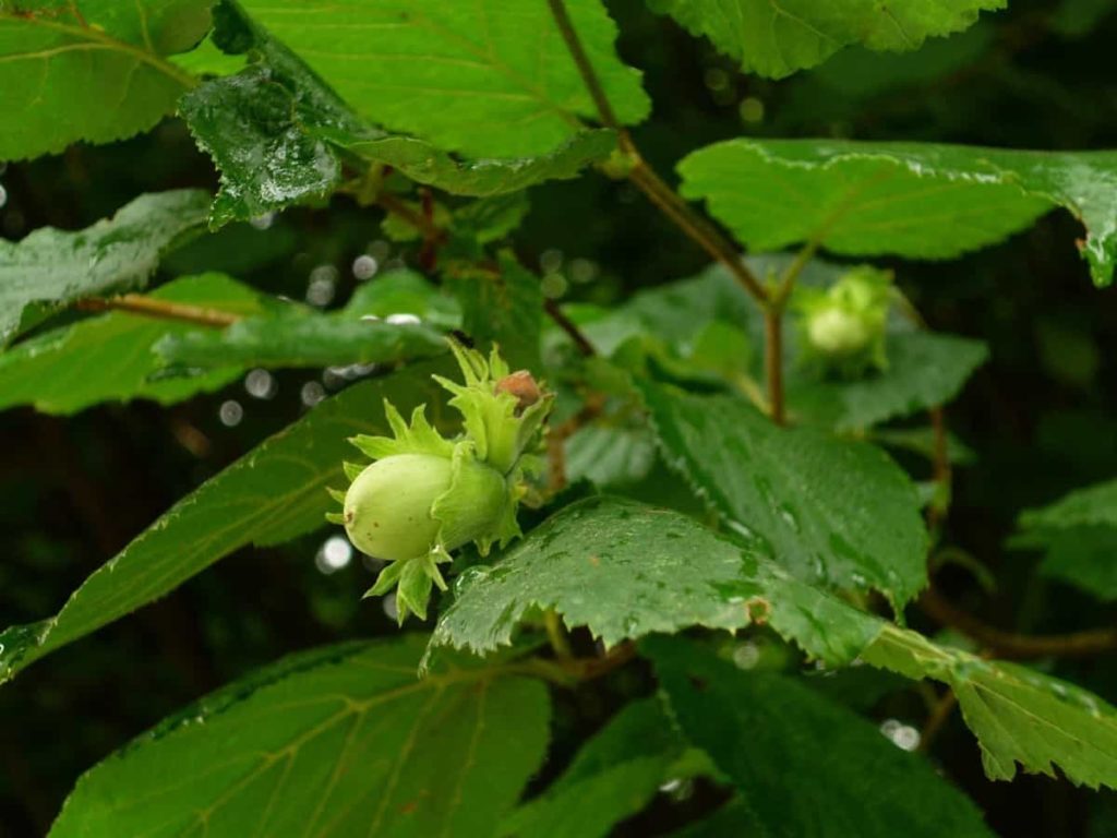 Hazelnut Plant