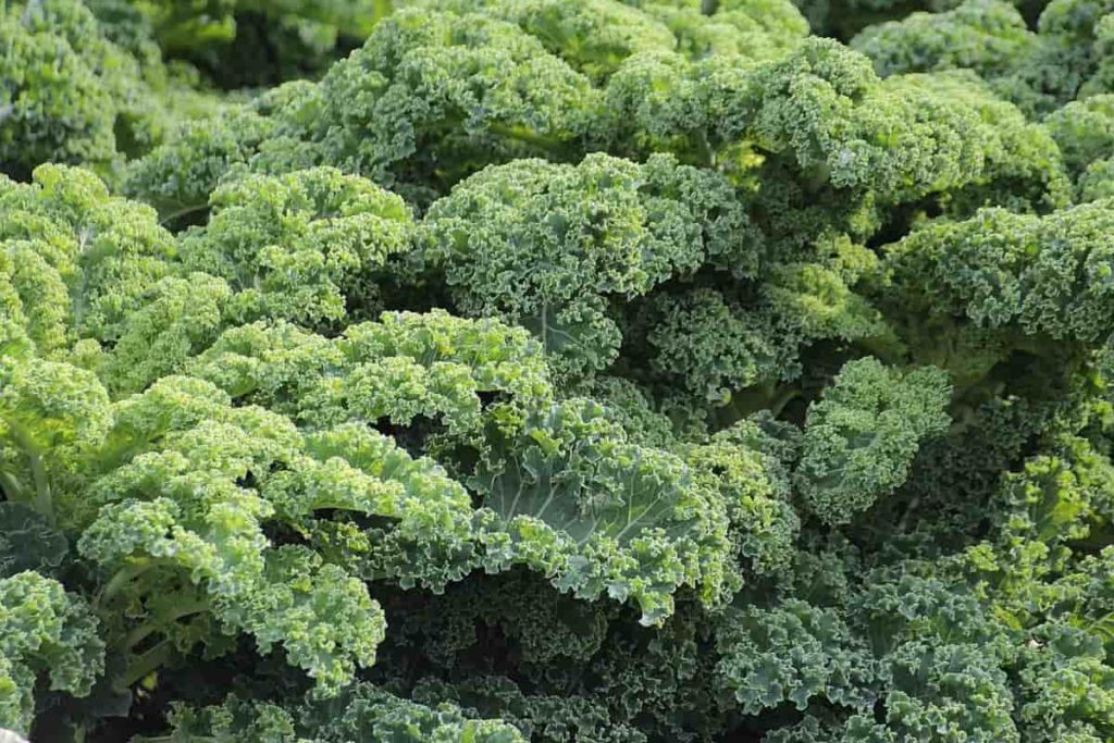 Top 16 Steps/Ways/Methods to Boost Kale Yield