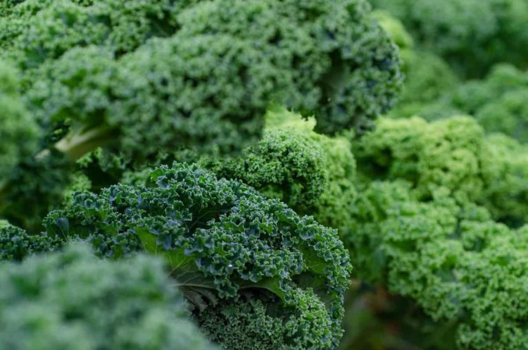Top 16 Steps/Ways/Methods to Boost Kale Yield: How to Increase Production and Quality