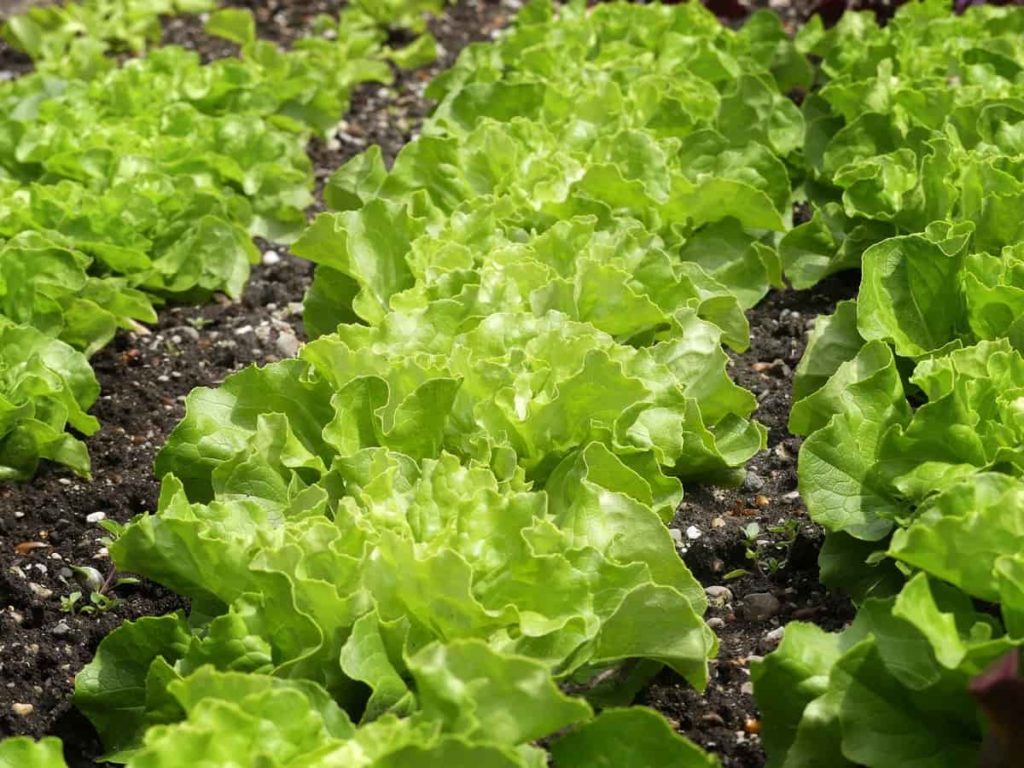 Steps/Ways/Methods to Boost Lettuce Yield