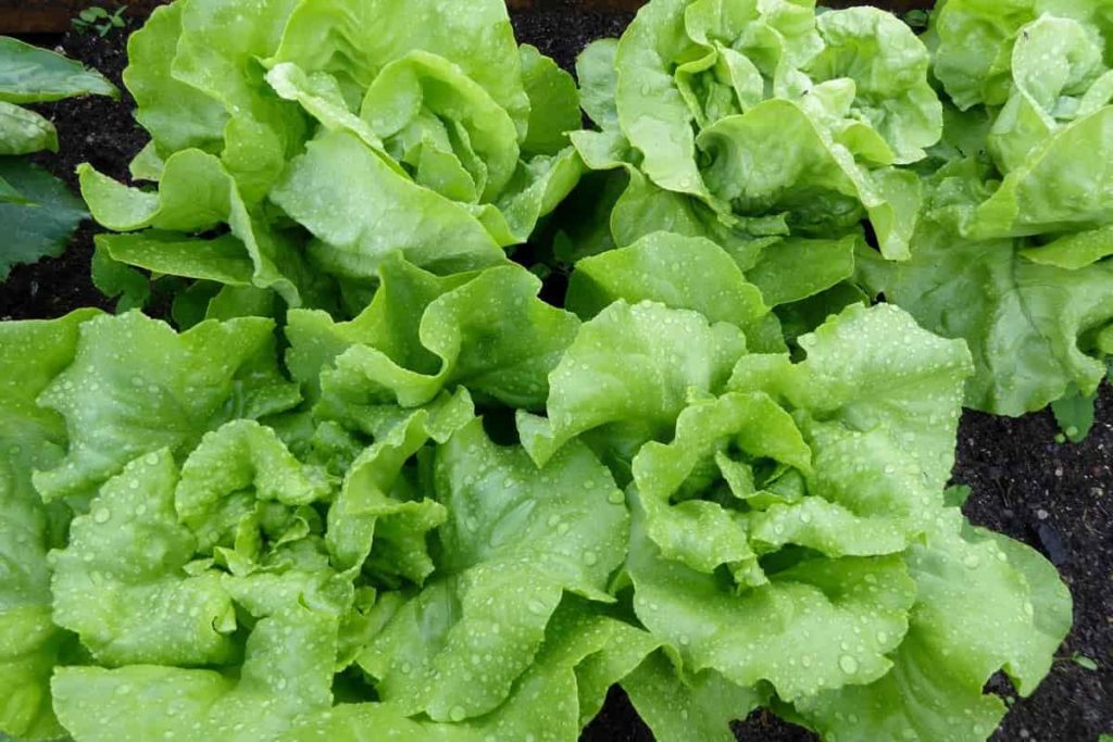 Lettuce Yield