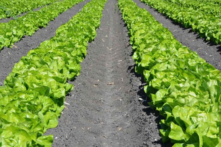 Top 19 Steps/Ways/Methods to Boost Lettuce Yield: How to Increase Production, and Quality