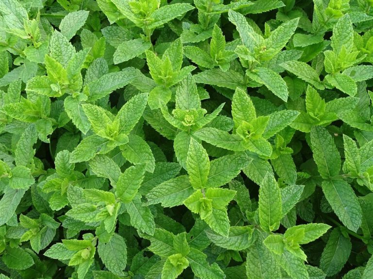 Top 19 Steps/Ways/Methods to Boost Mint Yield: How to Increase Production and Quality