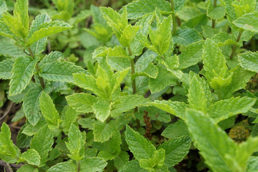 Top 19 Steps/Ways/Methods to Boost Mint Yield