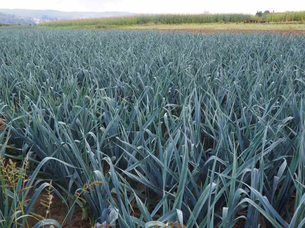 Top 18 Steps/Ways to Boost Onion Yield