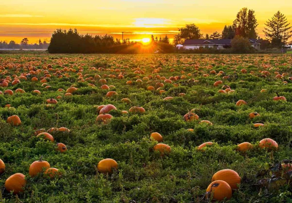 Steps/Ways to Boost Pumpkin Yield