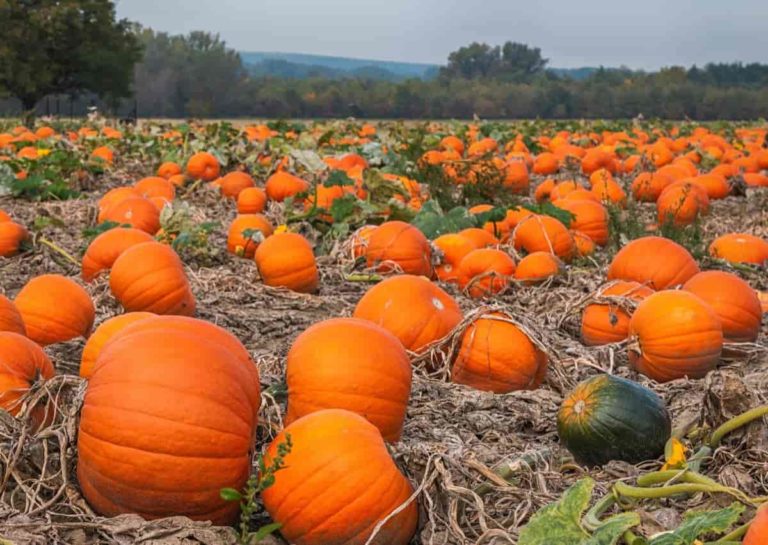Top 17 Steps/Ways to Boost Pumpkin Yield: How to Increase Production, Size, and Quality  