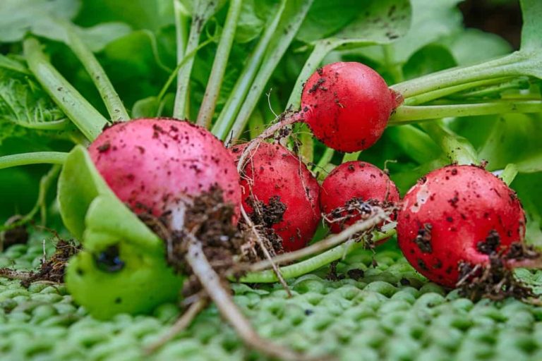 Top 15 Steps/Ways/Methods to Boost Radish Yield: How to Increase Production, Size, and Quality
