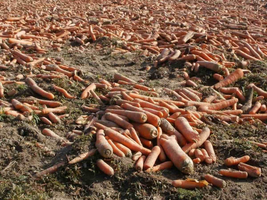 Carrot Farming