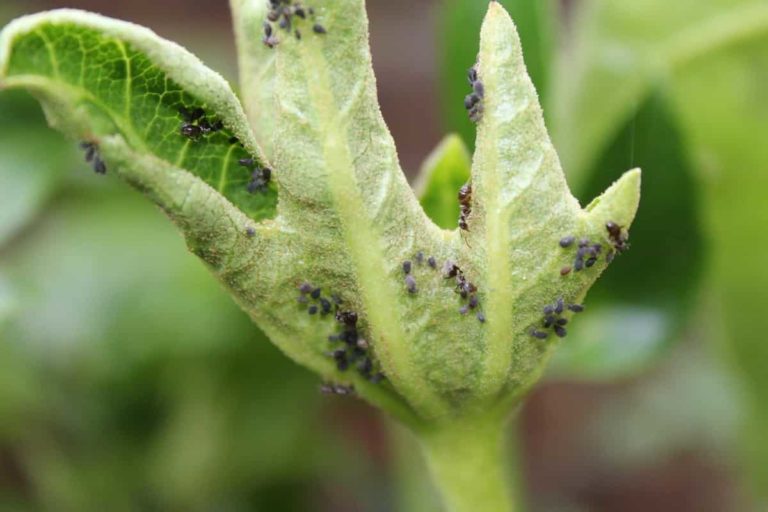 How to Control Aphids on Plants Naturally and Organically: In Vegetables, Fruits, Herbs, and Flowers