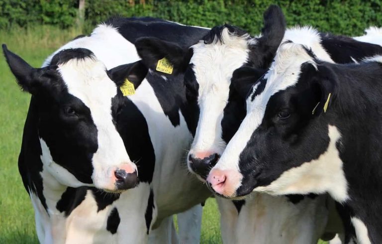 19 Key Rules for Effective Dairy Farm Management: From Planning to Reduce Production Cost