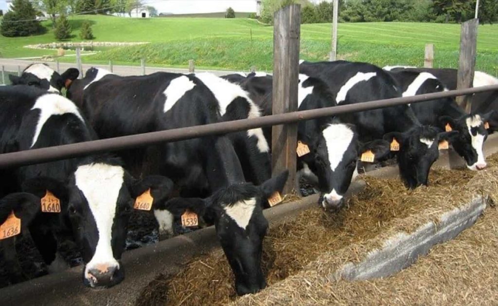 Dairy Cow Feeding