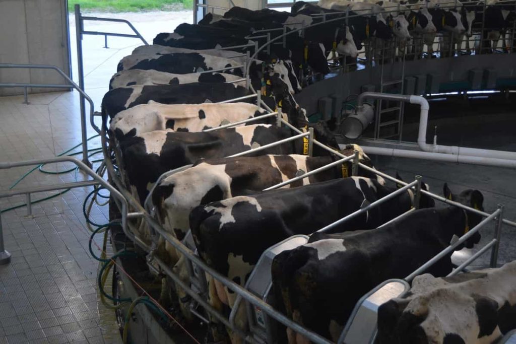 Advanced Dairy Farming