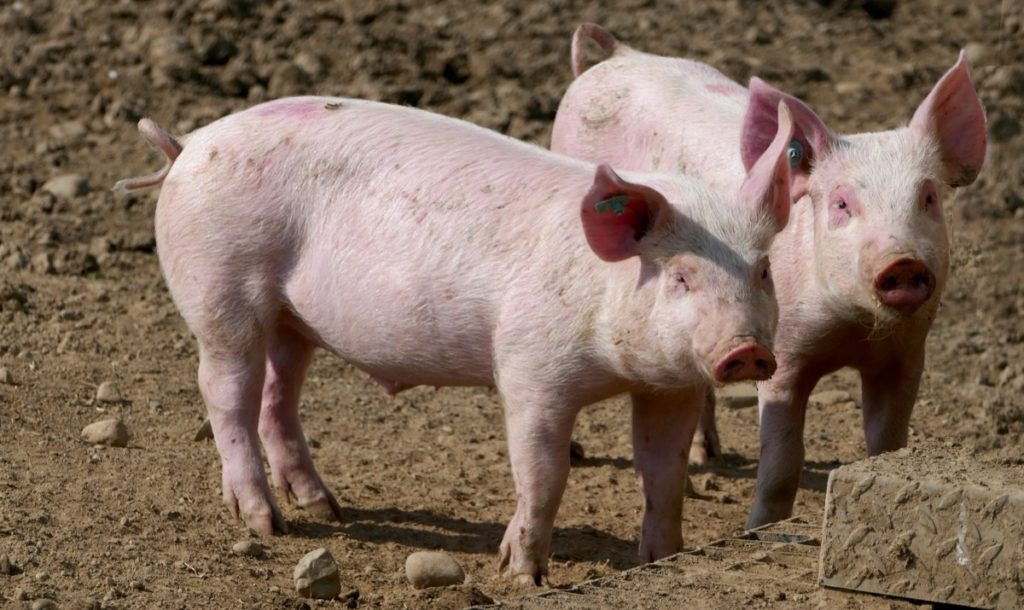 Key Rules for Effective Piggery Management