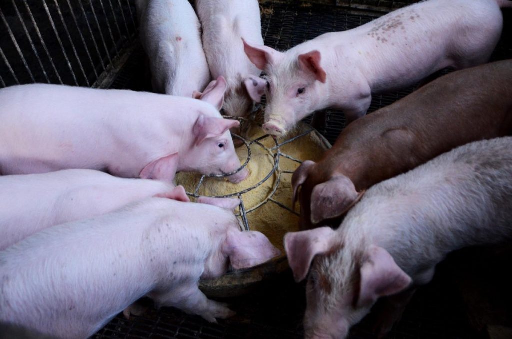 Feeding Pigs in Farm