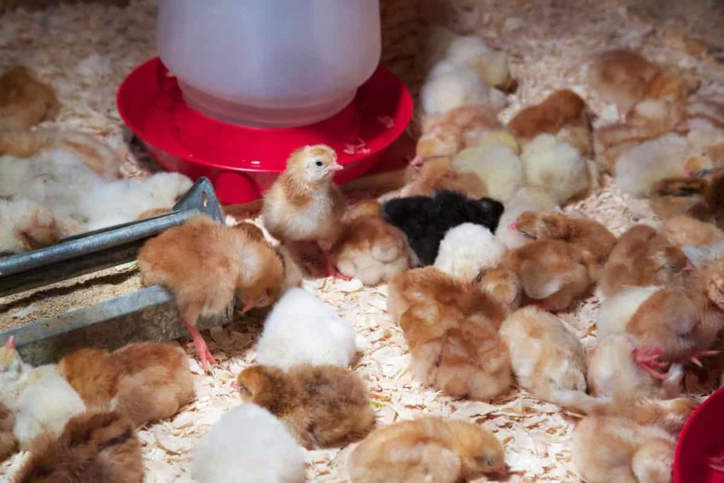 Key Rules for Effective Poultry Farm Management