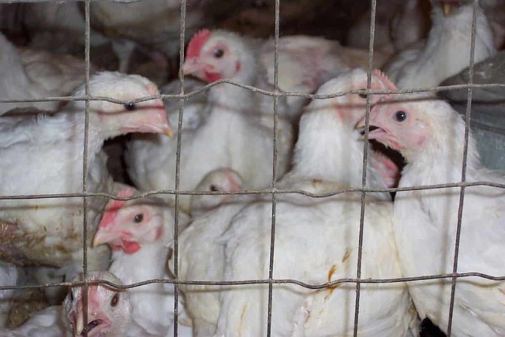 Poultry Farm Housing