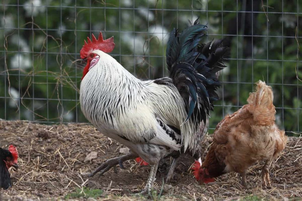 Poultry Farm Fence