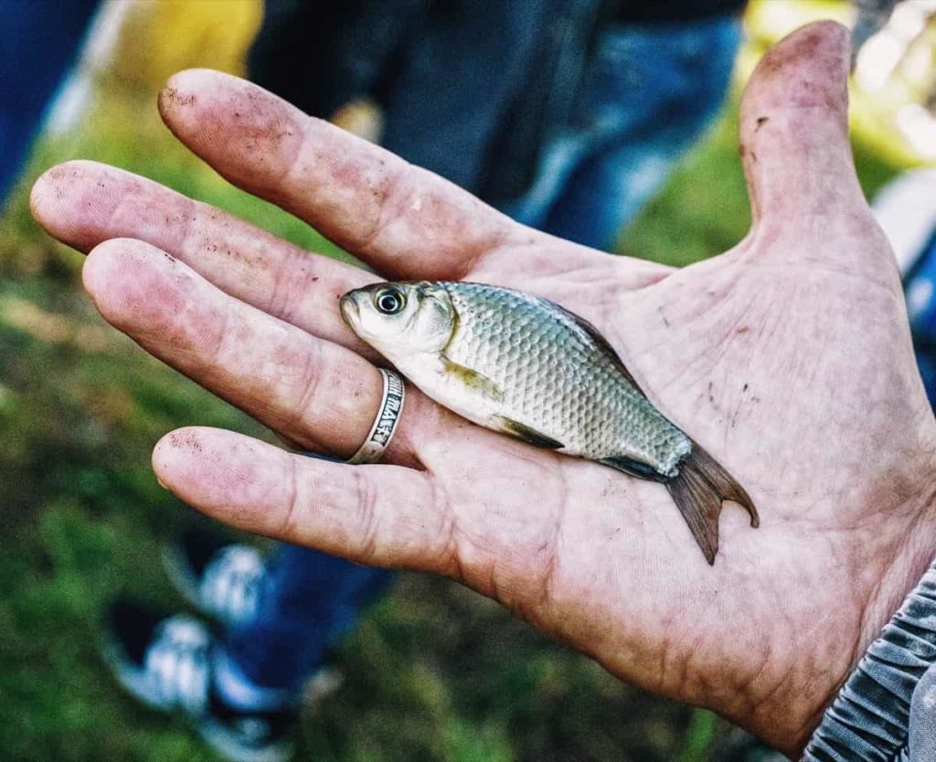 Fish in Hand