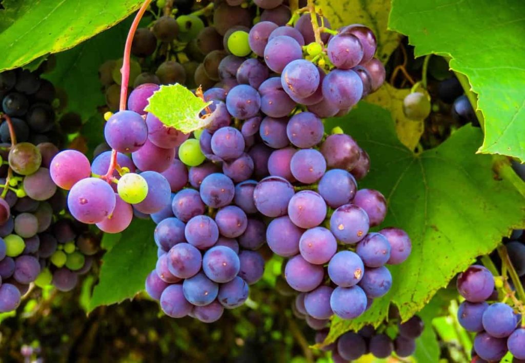 How to Start Grapes Farming in the USA