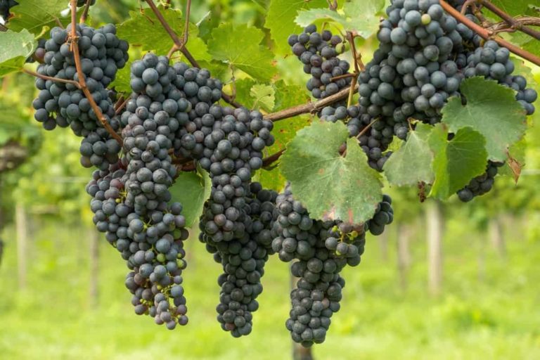 How to Start Grapes Farming in the USA: Production, and A Step-by-Step Growing Guide for Beginners