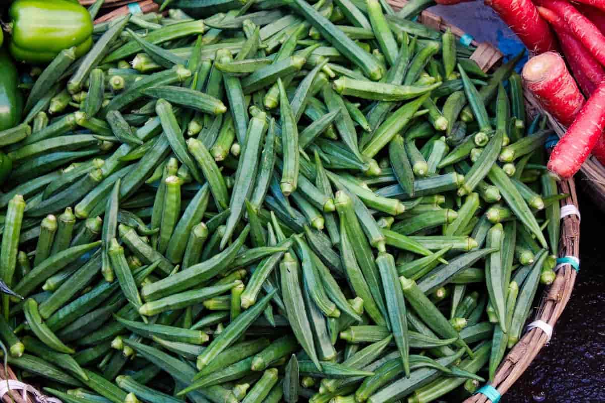 Image of Harvest of okra and cucumbers