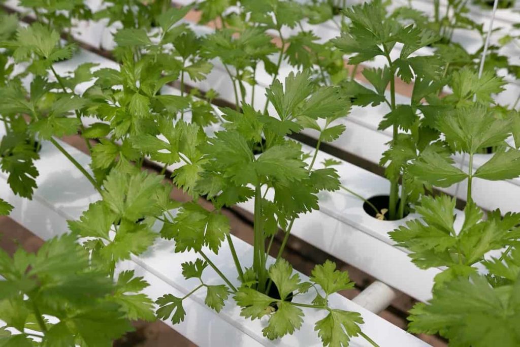 How to Start Hydroponic Farming/Gardening from Scratch in India