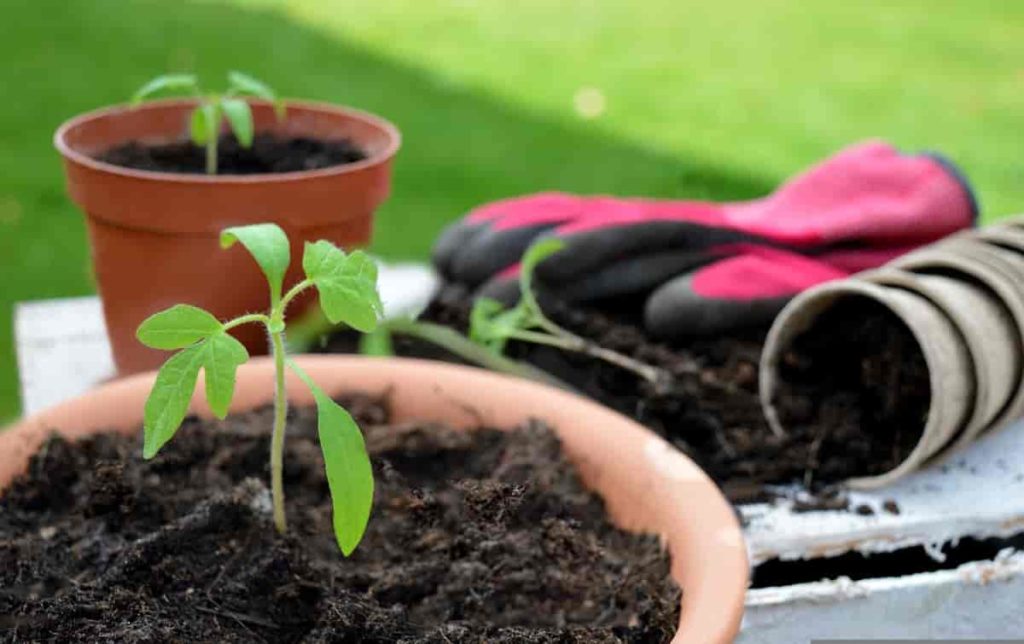 How to Start Organic Container Gardening