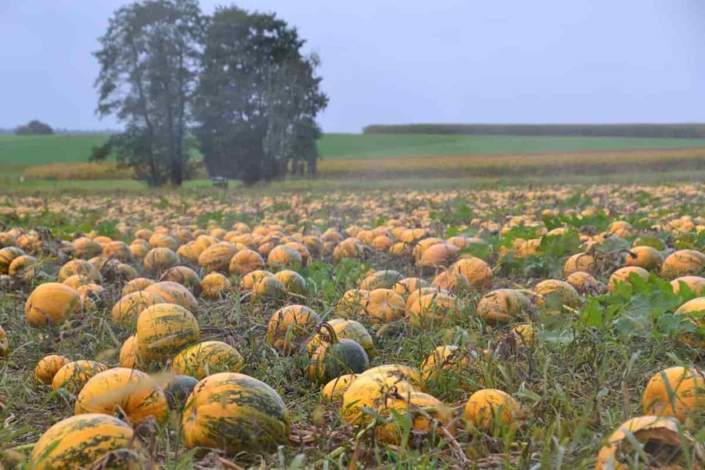 Pumpkin Farming