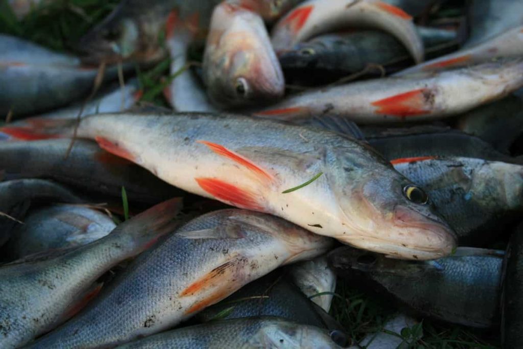 How to Start Perch Fish Farming