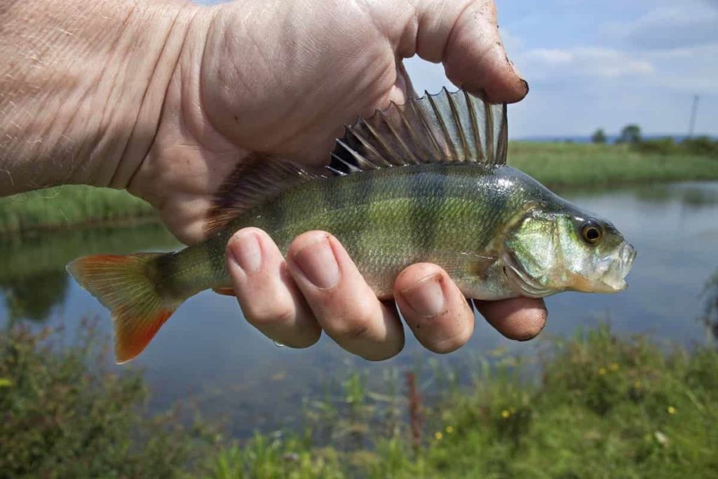Perch Fish in Hand