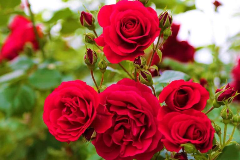 How to Start Rose Farming in the USA: A Step-by-Step Production Guide for Planting to Harvesting