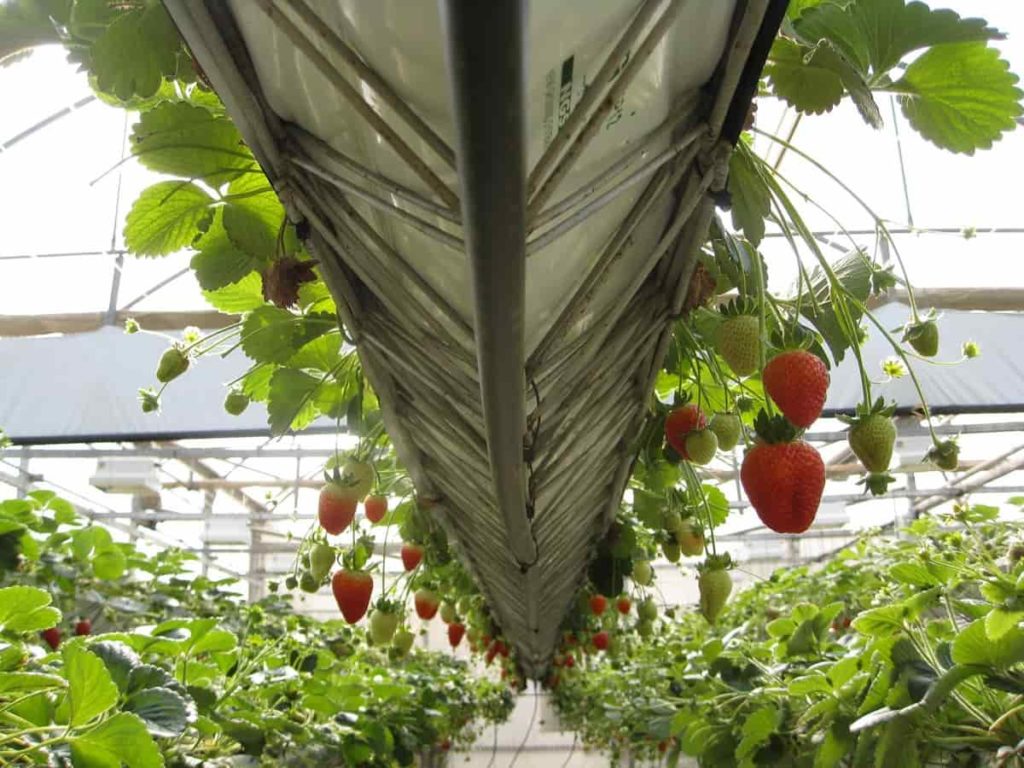 How to Start Strawberry Farming in the USA