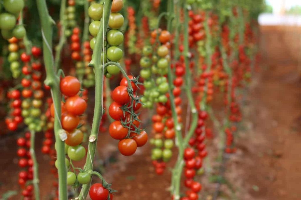 Tomato Farming in the USA