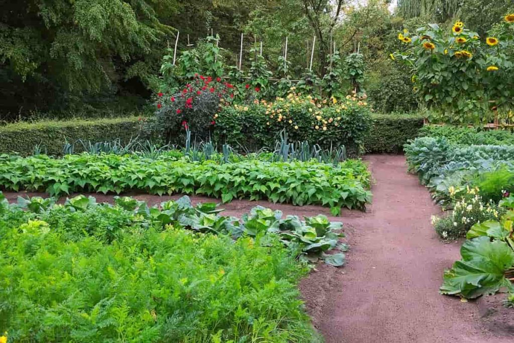 Home Vegetable Garden