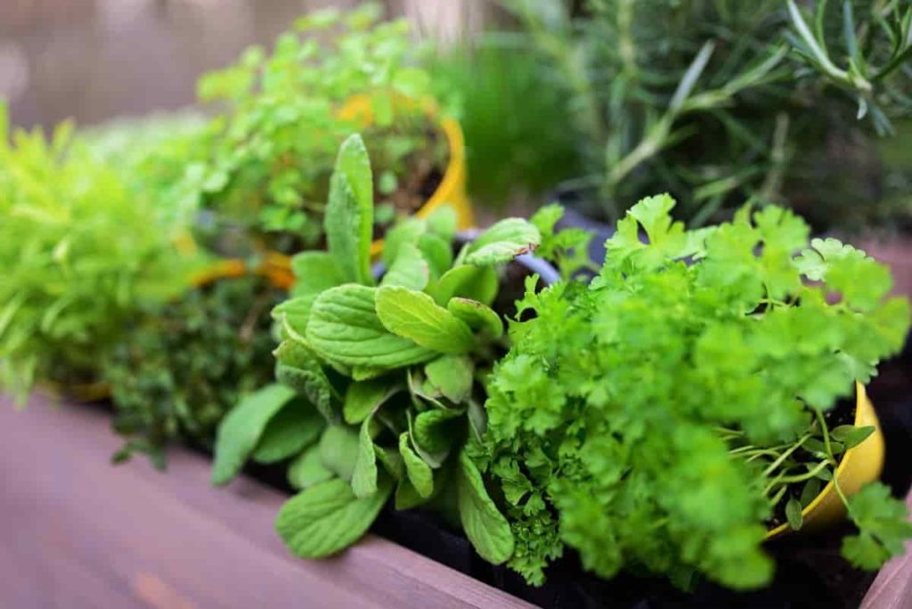 Vegetables to grow on your Terrace