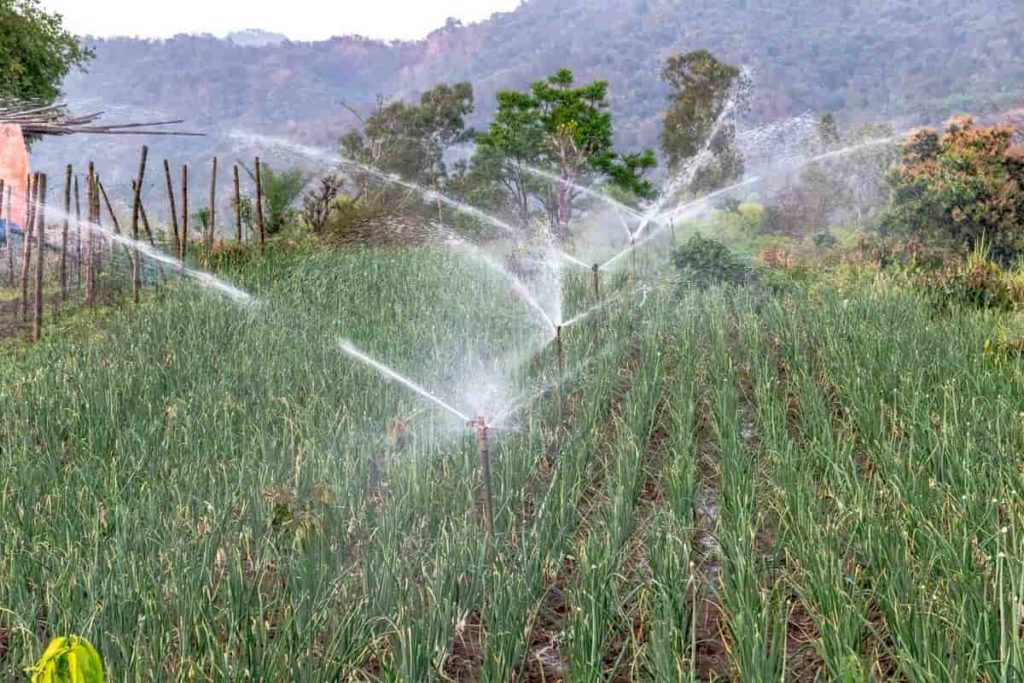 Irrigation in Field