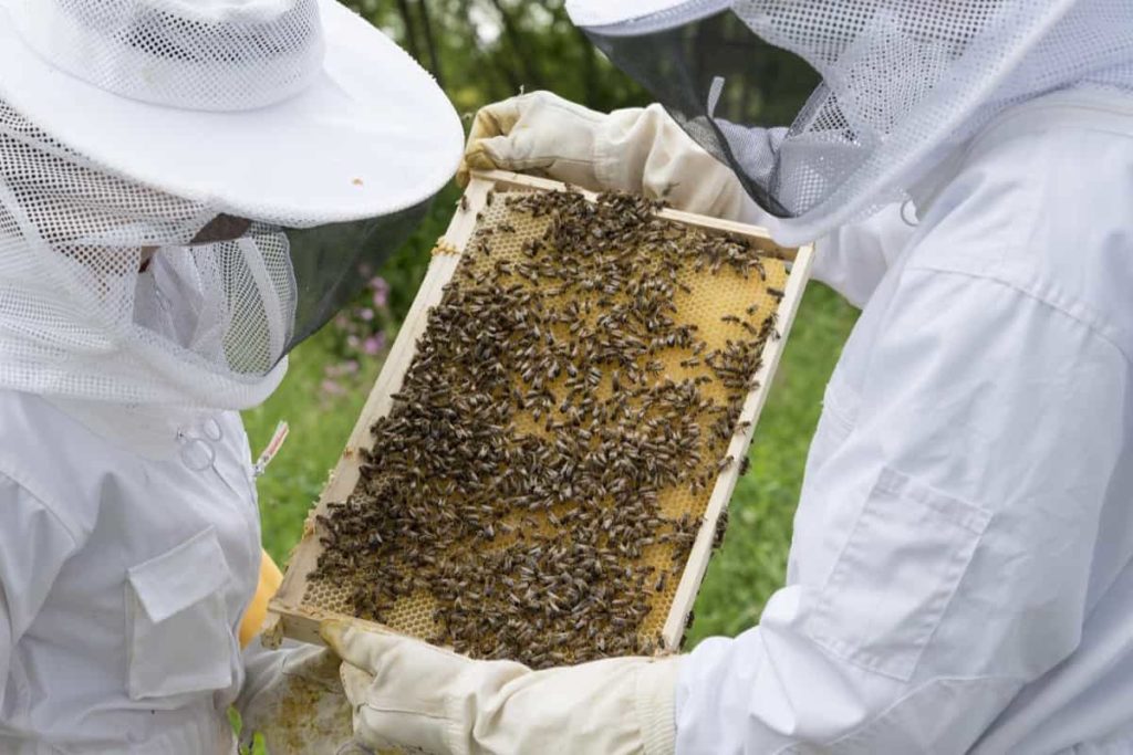 Bee Box Inspection