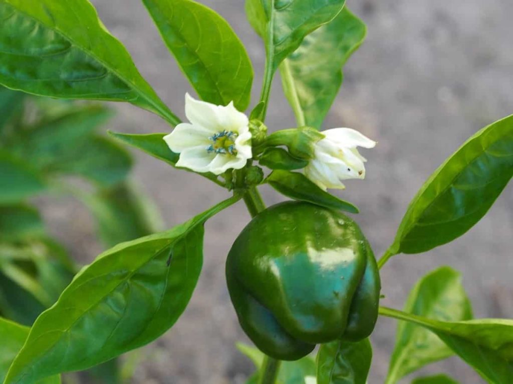 How to Start Bell Pepper Farming in the USA