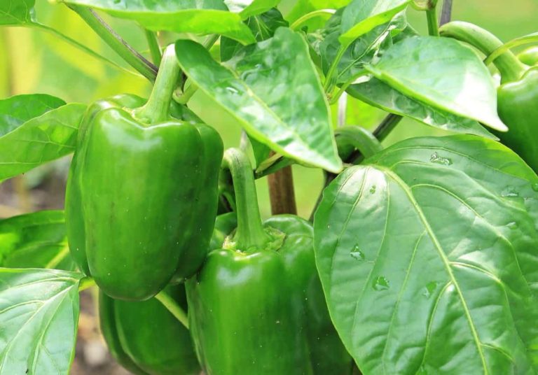 How to Start Bell Pepper Farming in the USA: Production, and A Step-by-Step Growing Guide for Beginners