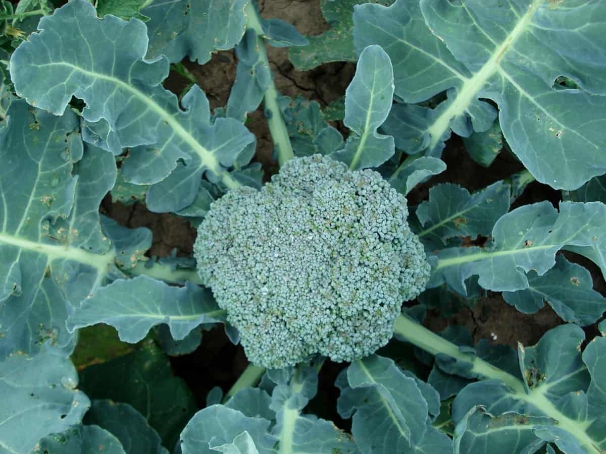 Fall Broccoli Planting Guide: Enjoy Freshly Harvested Packman & Umpqua Varieties This Season