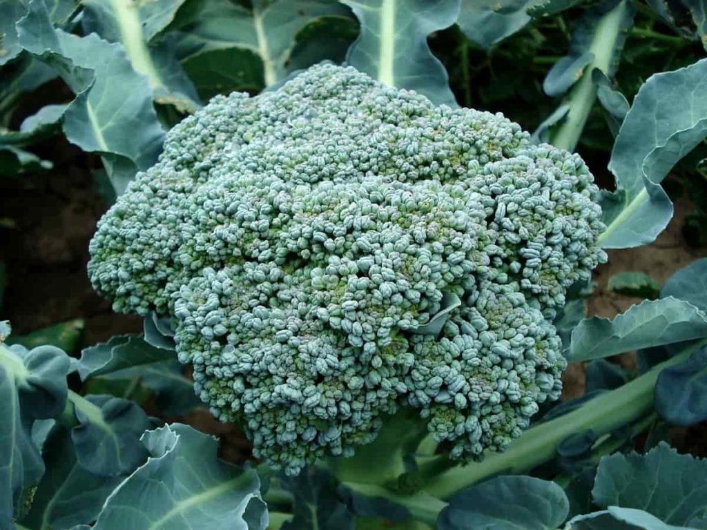 Brokoli Bitkisi
