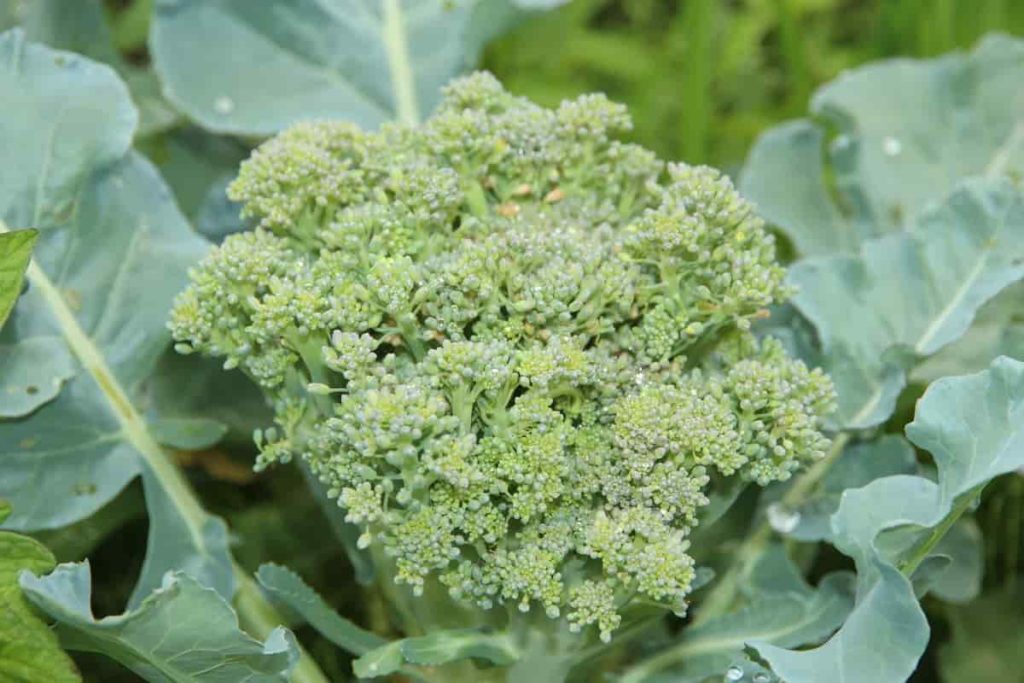 Fa'ato'aga Broccoli