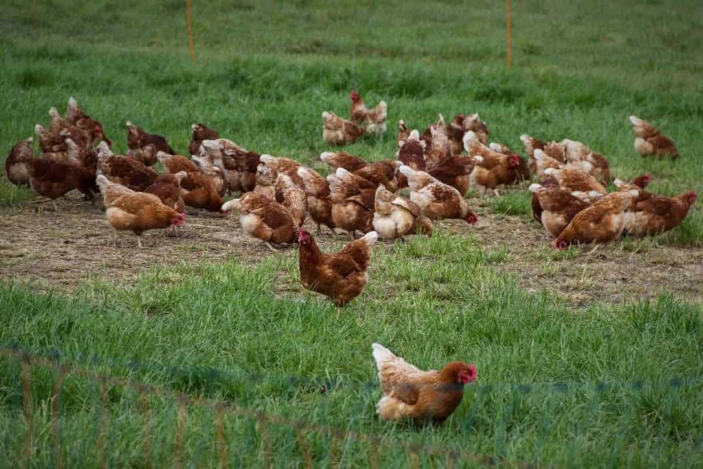 Country Chicken Farm