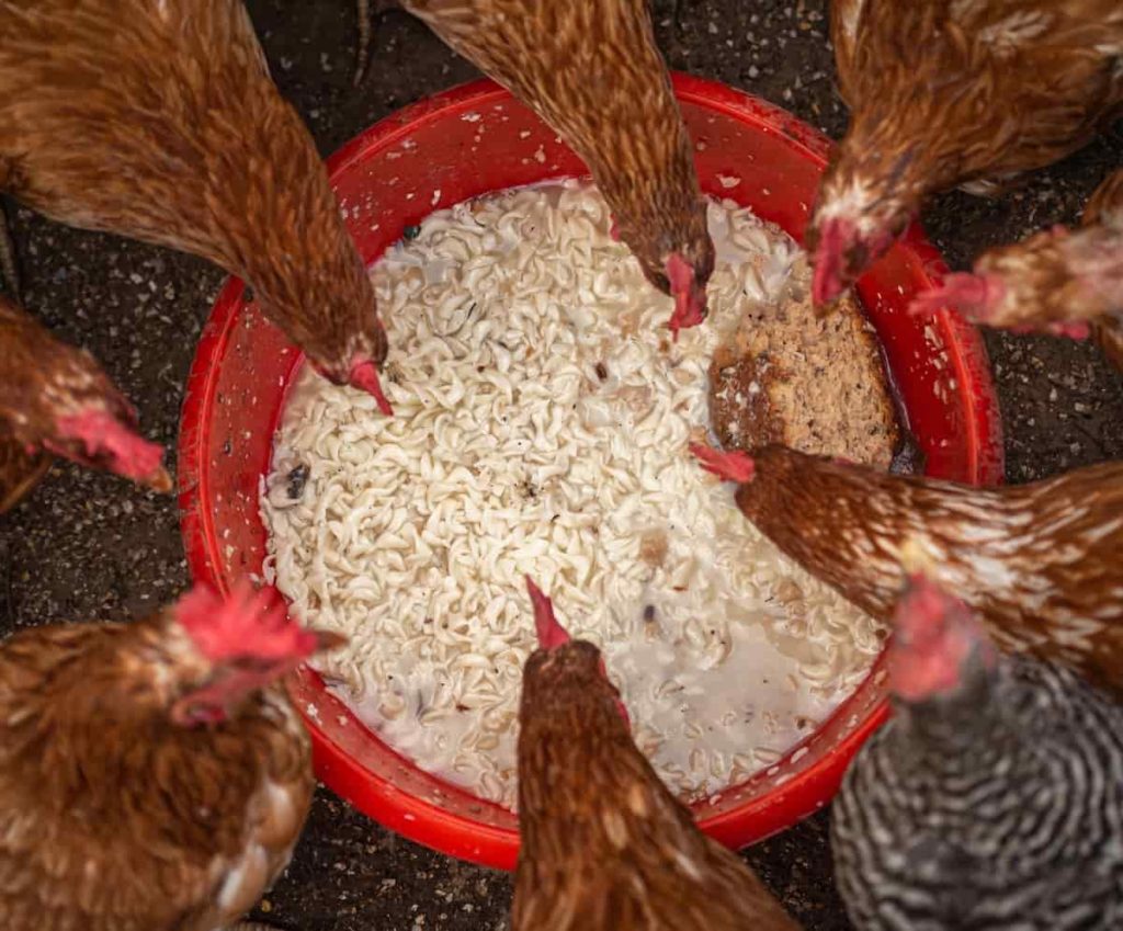 Country Chicken Feeding Setup