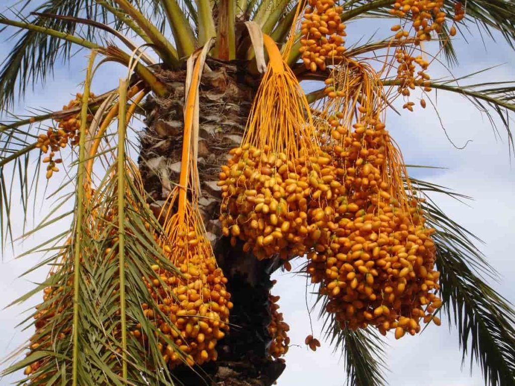 How to Start Dates Farming in UAE from Scratch
